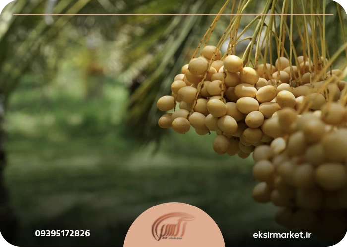 نقش محصولات جانبی خرما در رژیم غذایی